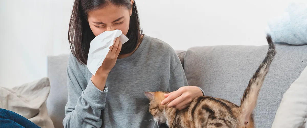 Alergie na kočky: život s alergií na kočky