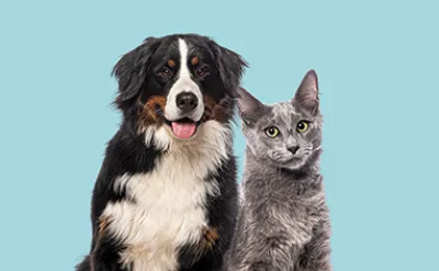 Život s alergií na domácí mazlíčky: vše, co potřebujete vědět