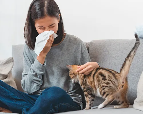 Alergie na kočky: život s alergií na kočky