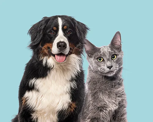 Život s alergií na domácí mazlíčky: vše, co potřebujete vědět