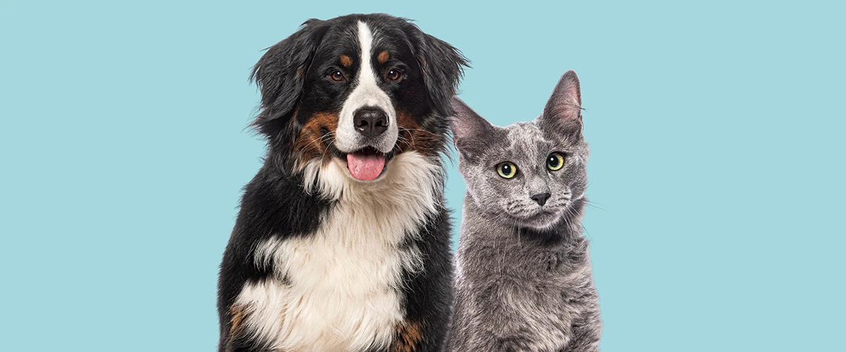 Život s alergií na domácí mazlíčky: vše, co potřebujete vědět